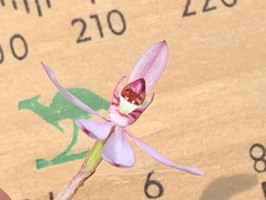 Caladenia pusilla