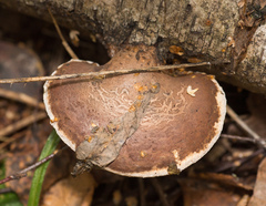 Fomitopsis betulina