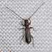 Basket Longhorn Beetle - Photo (c) faluke, some rights reserved (CC BY-NC), uploaded by faluke