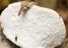 Fomitopsis betulina