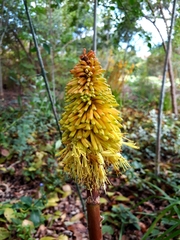Kniphofia