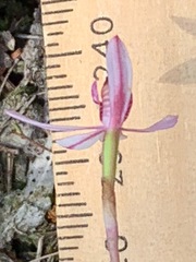 Caladenia pusilla