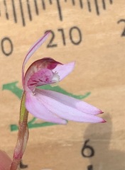 Caladenia pusilla