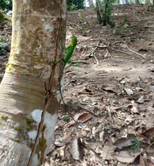 Bronchocela