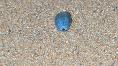 Ixodidae