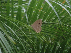 Mycalesis gotama nanda