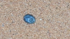 Ixodidae