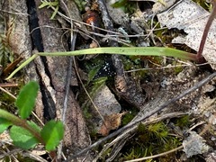 Caladenia pusilla