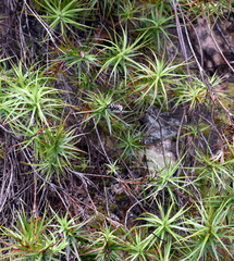Dracophyllum secundum