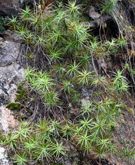 Dracophyllum secundum