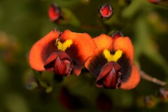 Daviesia divaricata