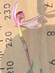 Caladenia pusilla