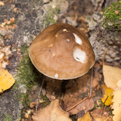 Pluteus cervinus