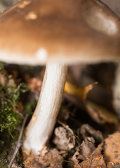 Pluteus cervinus