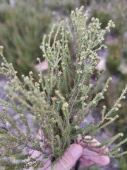 Erica serrata