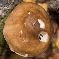 Pluteus cervinus
