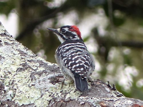 Nuttall's Woodpecker, photo 7 of 7