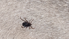 Hyalomma dromedarii