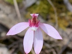 Caladenia pusilla