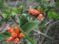 Burchellia bubalina