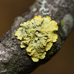 Xanthoria parietina