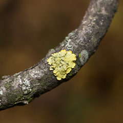Xanthoria parietina