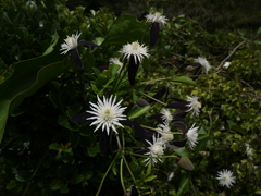 Clematis tashiroi