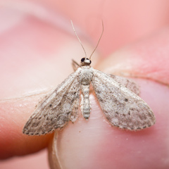 Idaea seriata