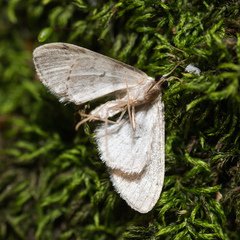Idaea seriata