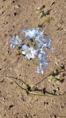 Zephyra elegans