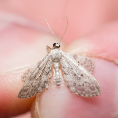 Idaea seriata