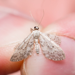 Idaea seriata