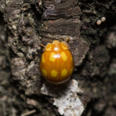 Calvia decemguttata