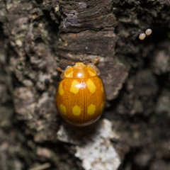 Calvia decemguttata