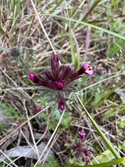 Parentucellia latifolia