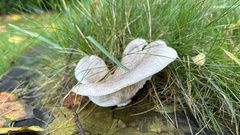 Fungi
