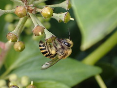 Colletes hederae