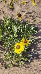 Encelia canescens