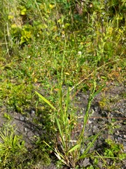 Beckmannia syzigachne