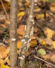 Chondrostereum purpureum