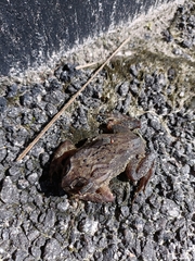 Duttaphrynus melanostictus