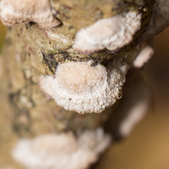 Chondrostereum purpureum