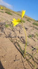 Zephyranthes bagnoldii