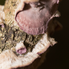 Chondrostereum purpureum