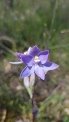 Thelymitra