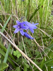 Hyacinthoides