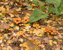 Kuehneromyces mutabilis