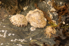 Patella vulgata