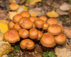 Kuehneromyces mutabilis