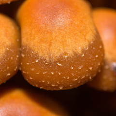 Kuehneromyces mutabilis